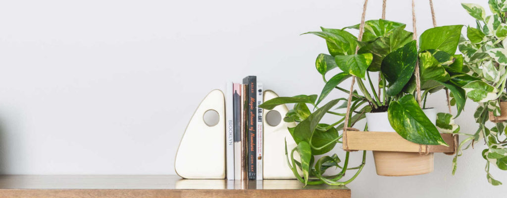 Hanging planters by a wooden table