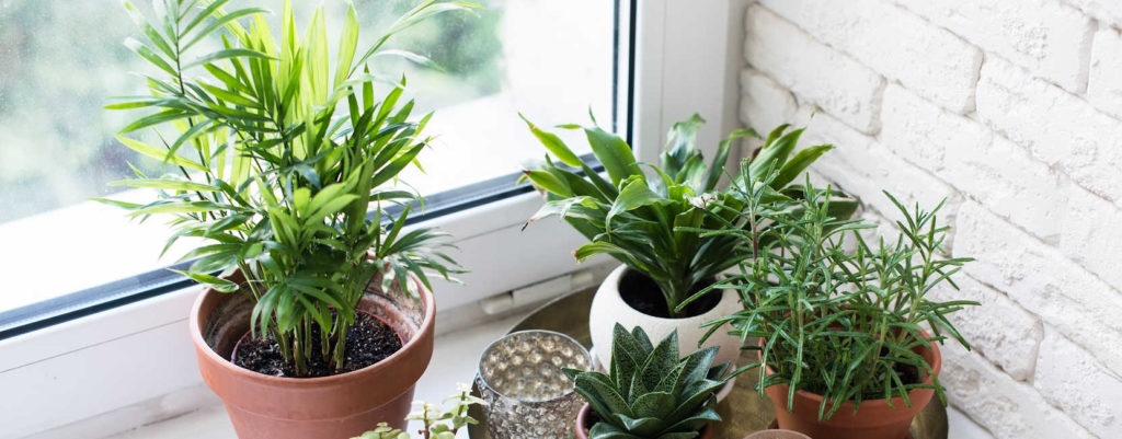 A bunch of small planters by the window