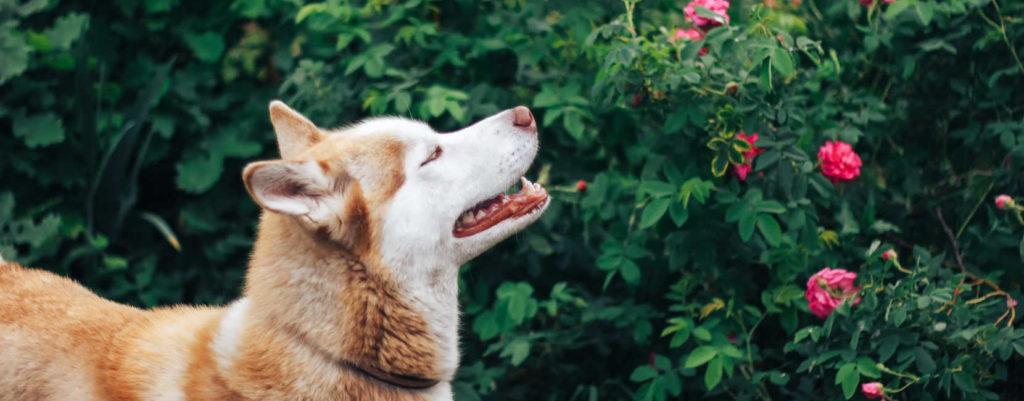 A dog staring at a garden