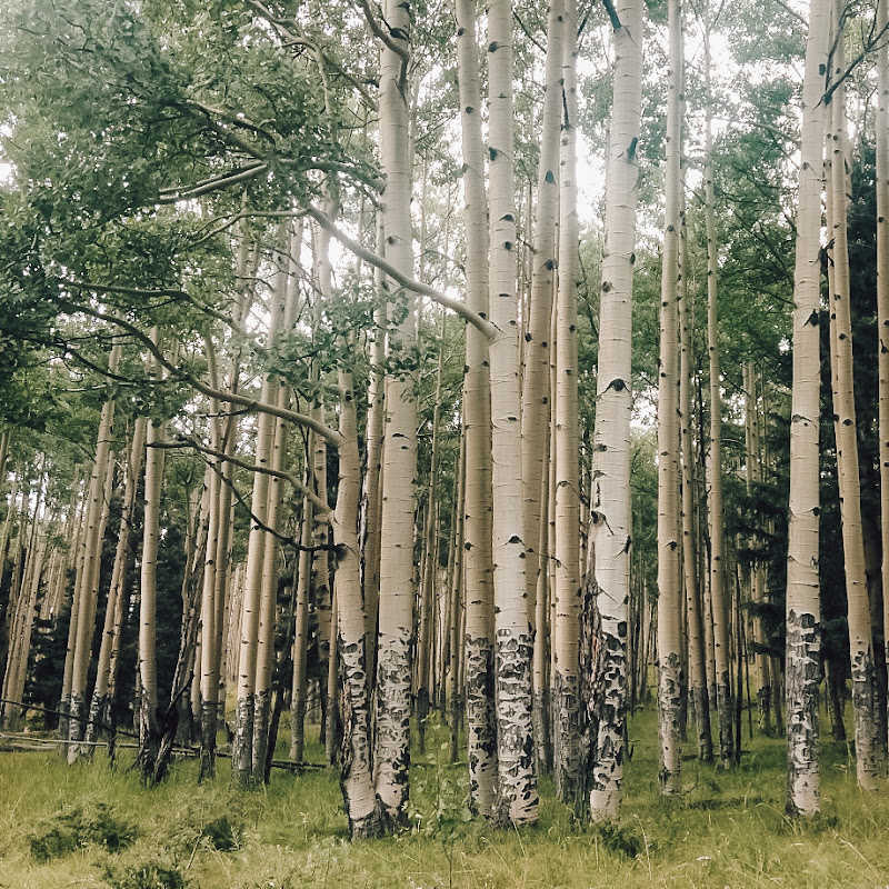 A beautiful view of dense forest.