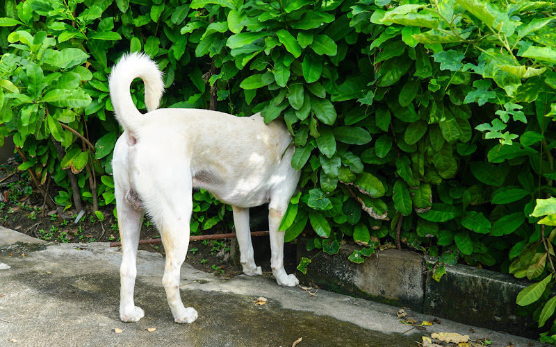 A dog hiding its head in the bushes