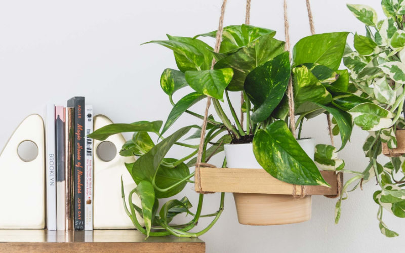 Hanging planters