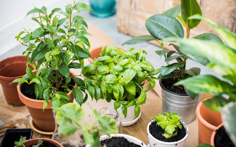 A bunch of small planters