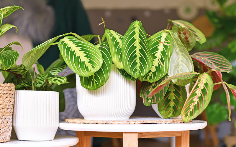 A bunch of plants in white planters