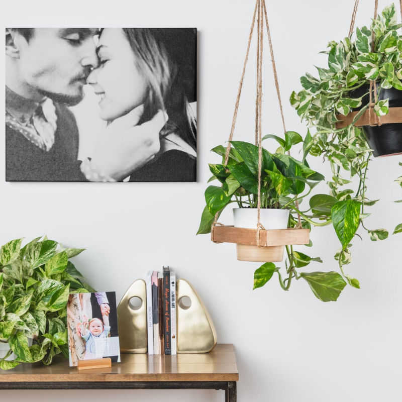 A while wall decorated with large photos and planters