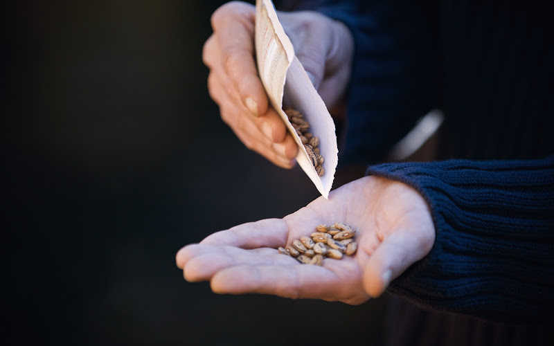 A close up of hand pouring plant seed onto a palm of hand