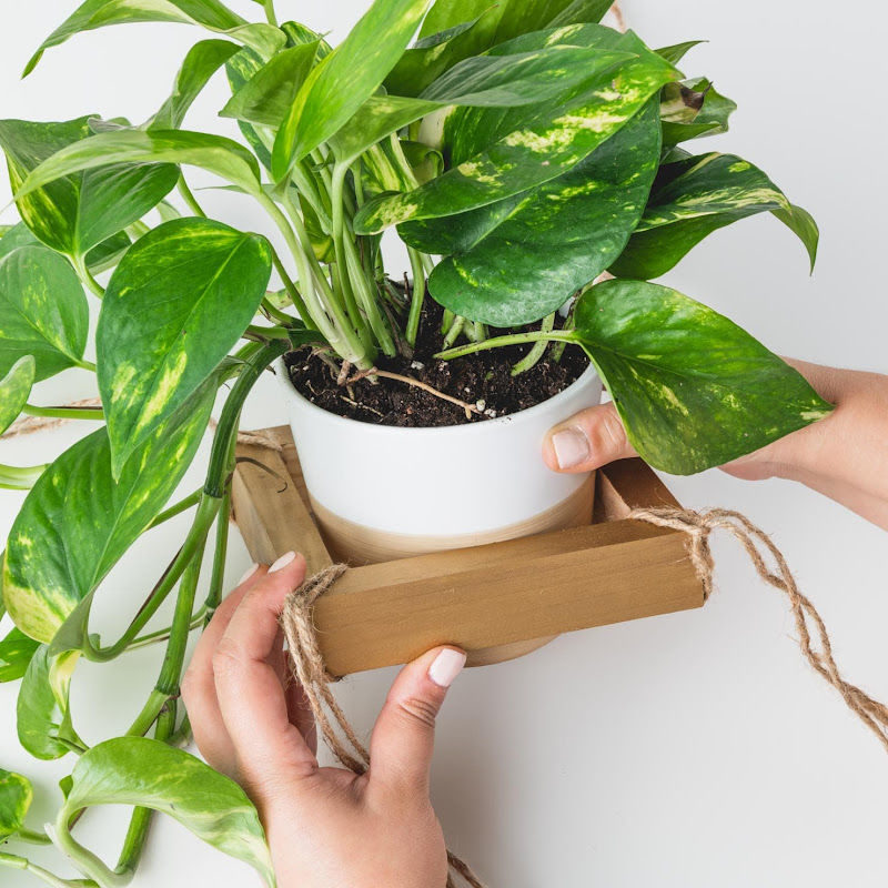 Someone holding a hanging planter