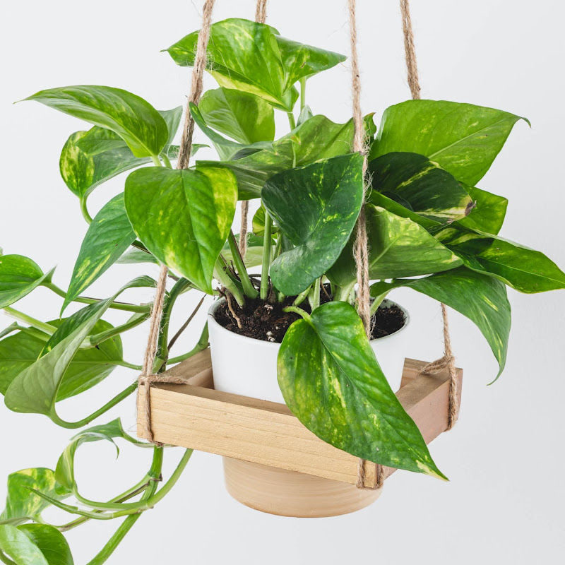 A hanging planter