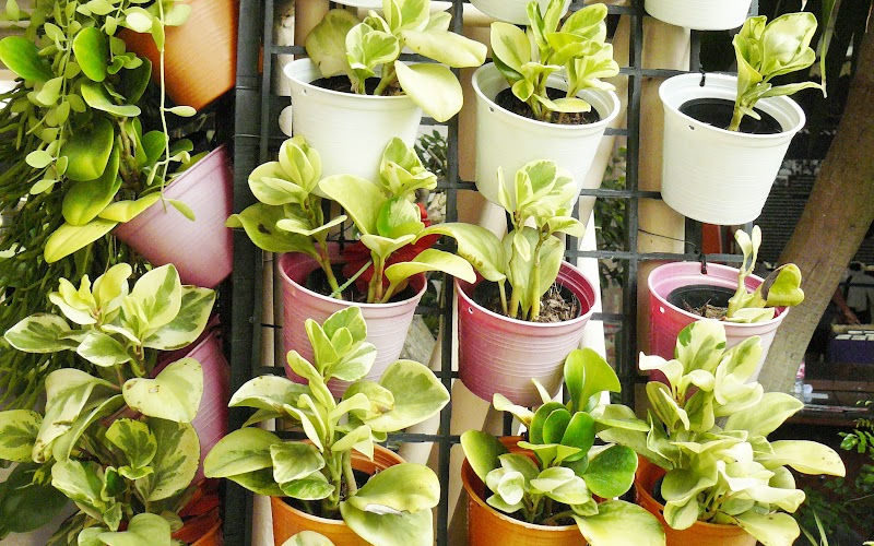 A wall filled with small planters hanging vertically