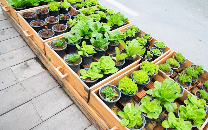 A bunch of small planters with green vegetables