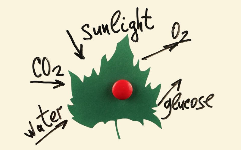 A visual instruction of photosynthesis