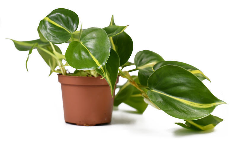 A philodendron planter