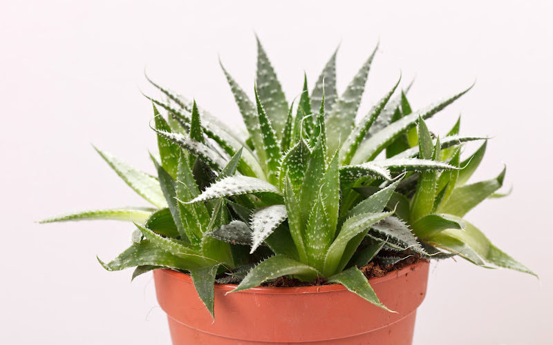 A terra cotta planter with aloe vera